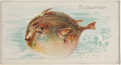 Blowfish, from the Fish from American Waters series (N8) for Allen & Ginter Cigarettes Brands by Allen & Ginter, print, 1889