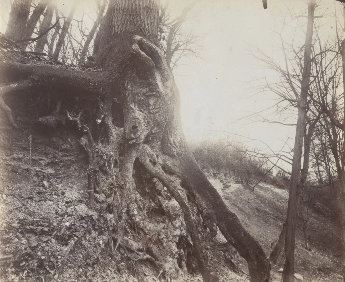 Saint-Cloud by Eugène Atget, photograph, 1915