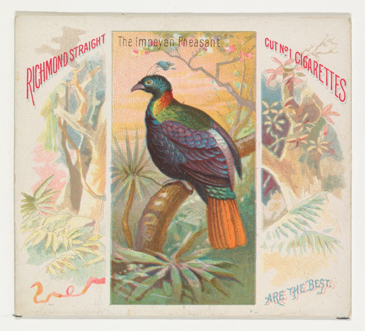 The Impeyan Pheasant, from Birds of the Tropics series (N38) for Allen & Ginter Cigarettes by Allen & Ginter, print, 1889