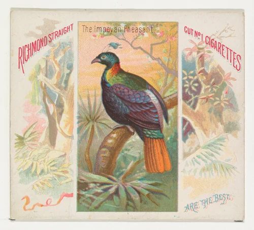 The Impeyan Pheasant, from Birds of the Tropics series (N38) for Allen & Ginter Cigarettes by Allen & Ginter, print, 1889