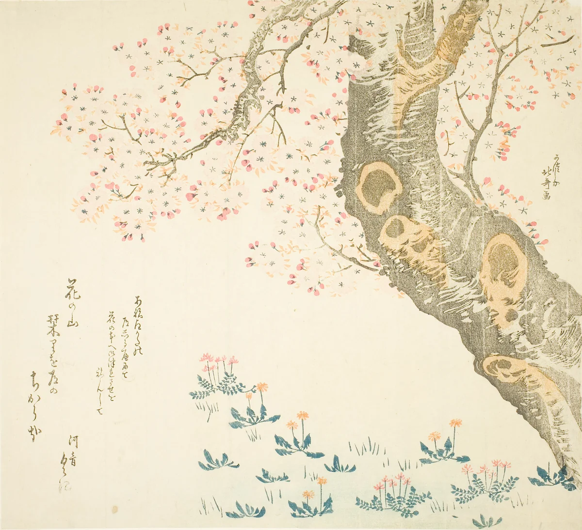 Dandelions and clovers beneath cherry tree by Katsushika Hokusai (葛飾 北斎), print, 1802-1812