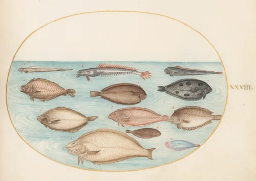 Plate 33: Sole and Other Flatfish with Bandfish(?) by Joris Hoefnagel, drawing, 1570-1599