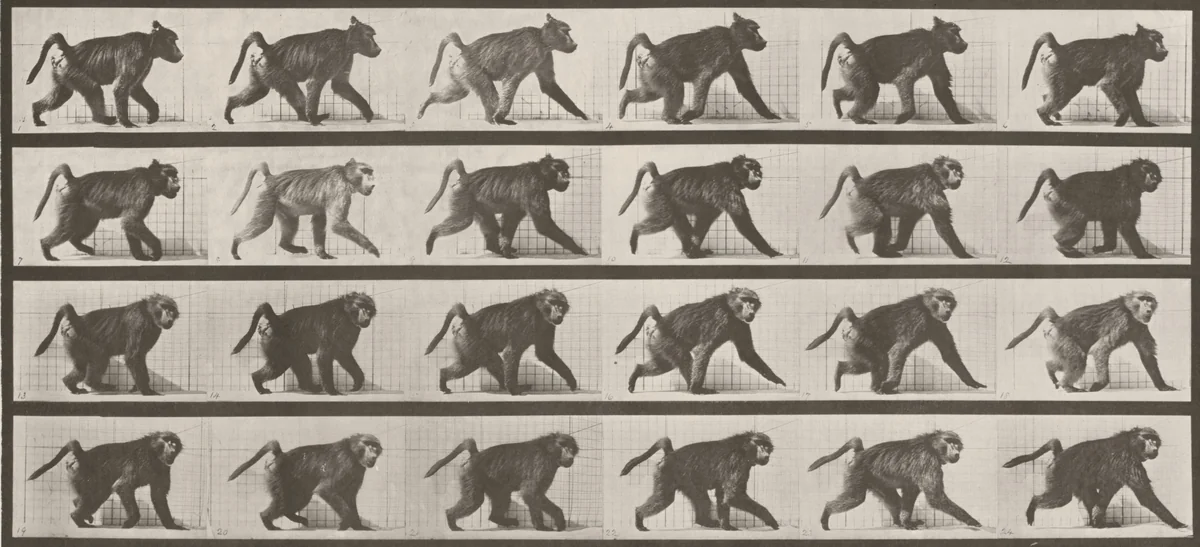Plate Number 748. Baboon walking on all fours by Eadweard Muybridge, photograph, 1887