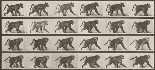 Plate Number 748. Baboon walking on all fours by Eadweard Muybridge, photograph, 1887