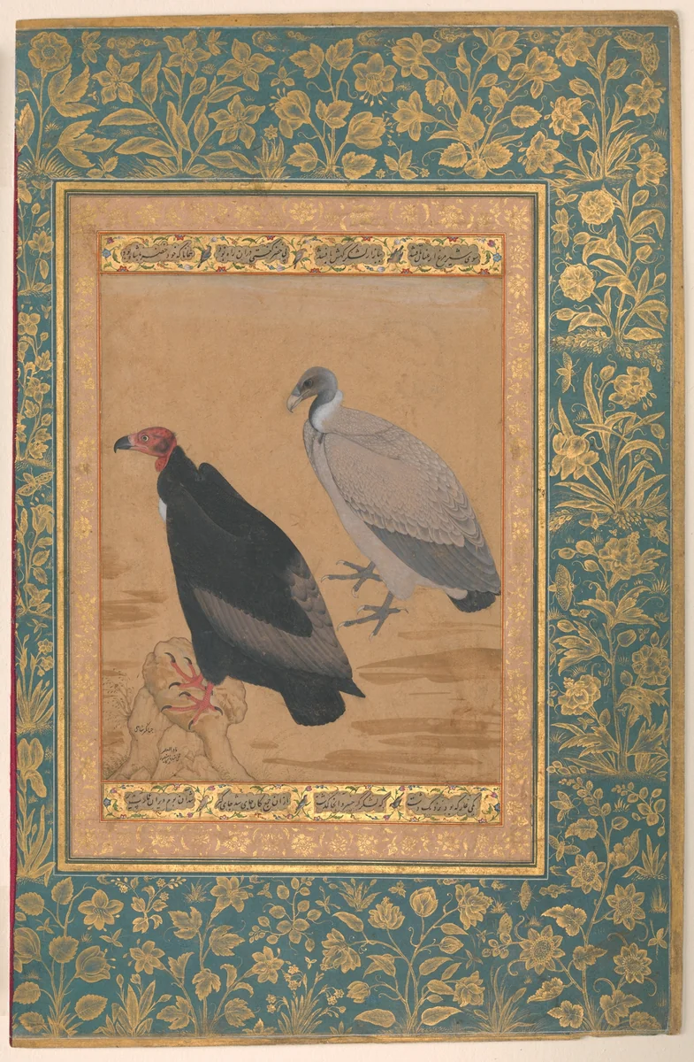 "Red-Headed Vulture and Long-Billed Vulture", Folio from the Shah Jahan Album by Mansur, manuscript, 1510-1645
