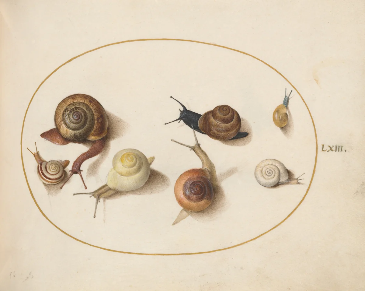 Plate 63: Seven Snails by Joris Hoefnagel, drawing, 1570-1599