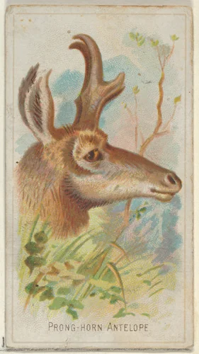 Prong-Horn Antelope, from the Wild Animals of the World series (N25) for Allen & Ginter Cigarettes by Allen & Ginter, print, 1888