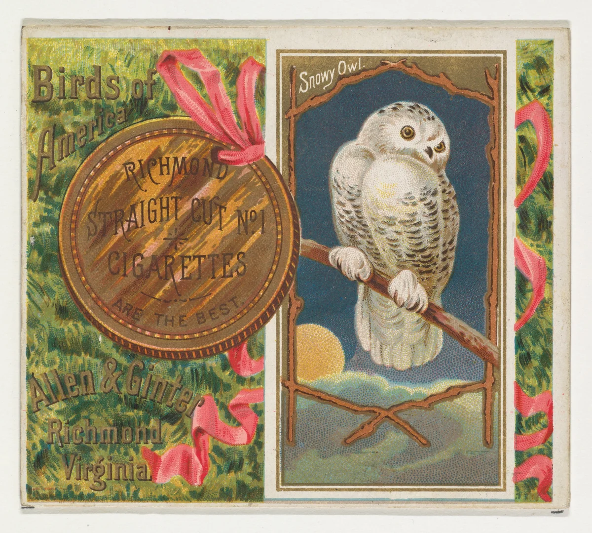 Snowy Owl, from the Birds of America series (N37) for Allen & Ginter Cigarettes by Allen & Ginter, print, 1888