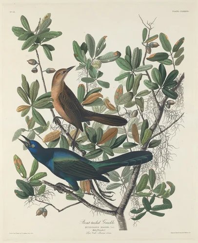 Boat-tailed Grackle by Robert Havell, Jr.; John James Audubon, print, 1834