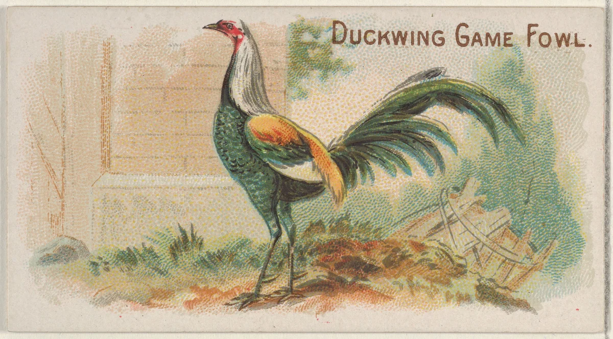 Duckwing Game Fowl, from the Prize and Game Chickens series (N20) for Allen & Ginter Cigarettes by Allen & Ginter, print, 1891