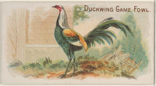 Duckwing Game Fowl, from the Prize and Game Chickens series (N20) for Allen & Ginter Cigarettes by Allen & Ginter, print, 1891