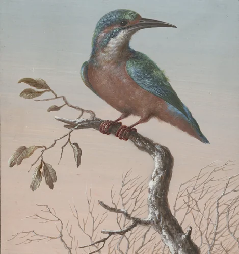 Common Kingfisher by Barbara Regina Dietzsch, drawing, 1716-1783