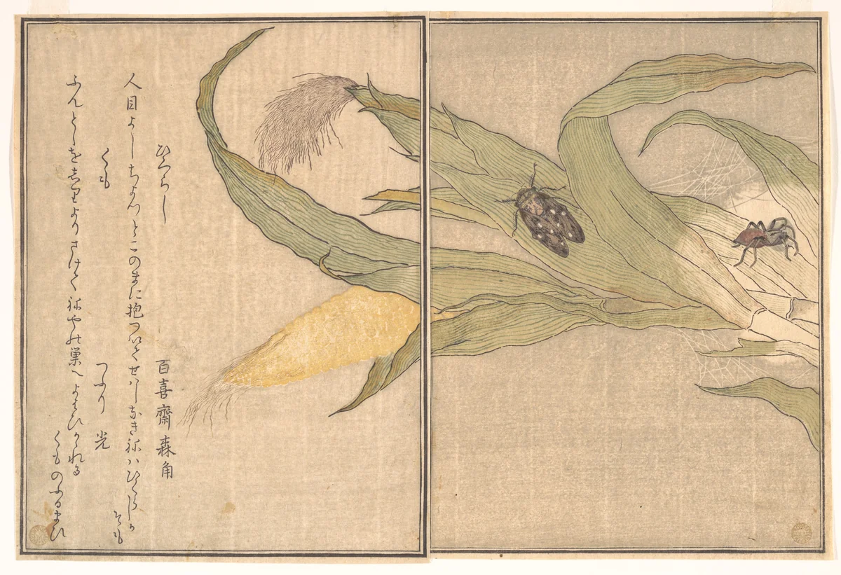 Evening Cicada, Higurashi; Spider, Kumo, from the Picture Book of Crawling Creatures (Ehon mushi erami) by Kitagawa Utamaro (喜多川歌麿), print, 1788