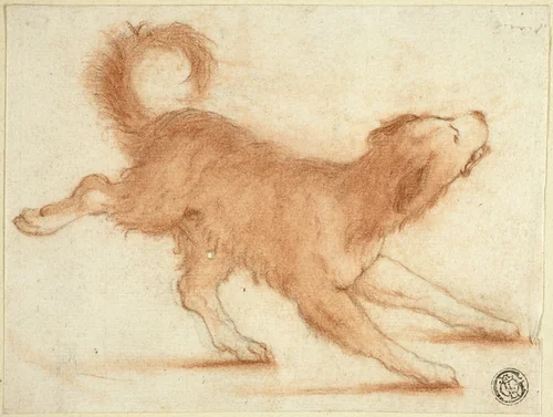 Growling Dog Ready to Pounce by Dirk Valkenburg, drawing, 1695-1721