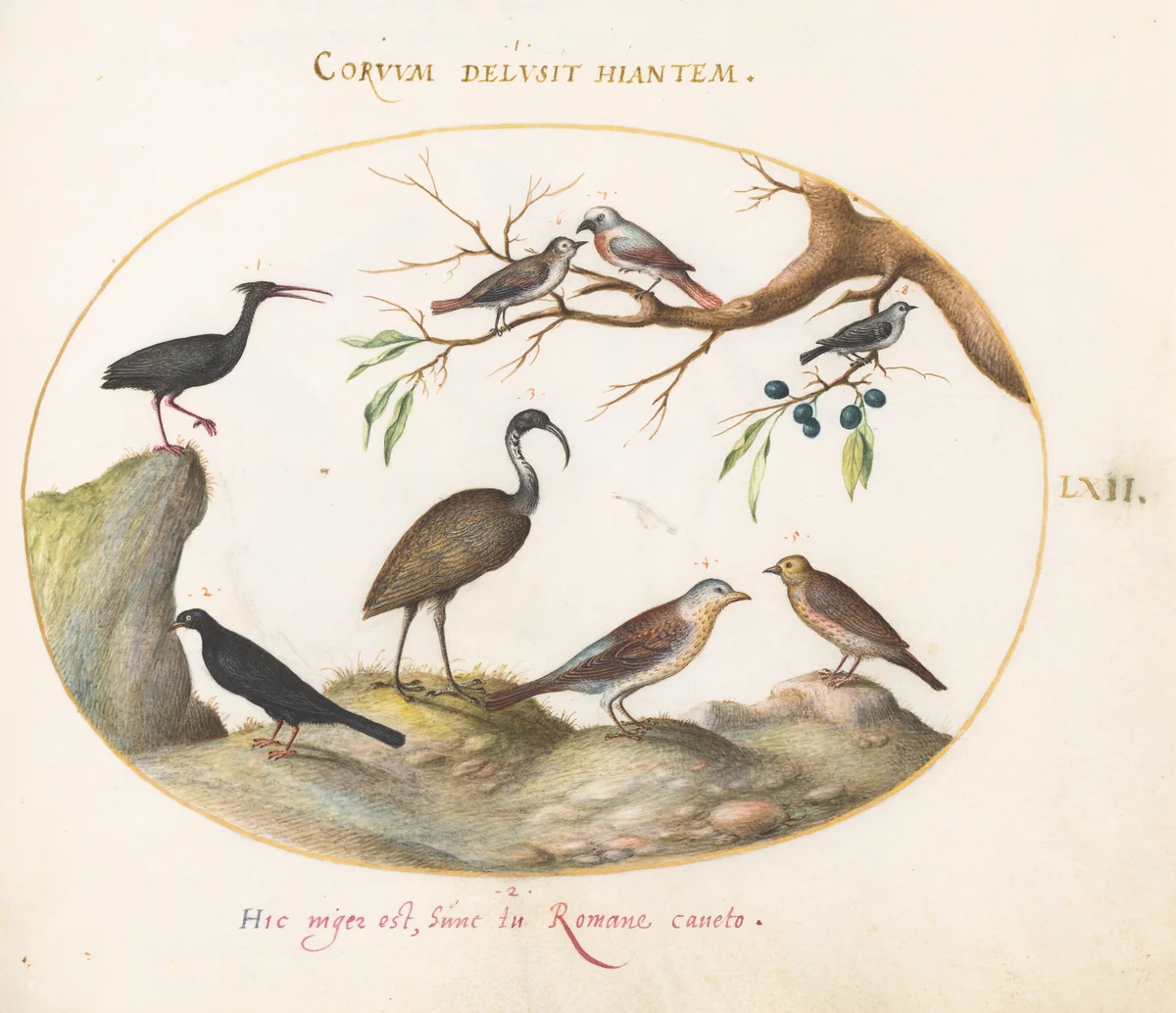 Plate 62: Northern Bald Ibis and Glossy Ibis with Other Birds by Joris Hoefnagel, drawing, 1570-1599