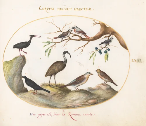 Plate 62: Northern Bald Ibis and Glossy Ibis with Other Birds by Joris Hoefnagel, drawing, 1570-1599