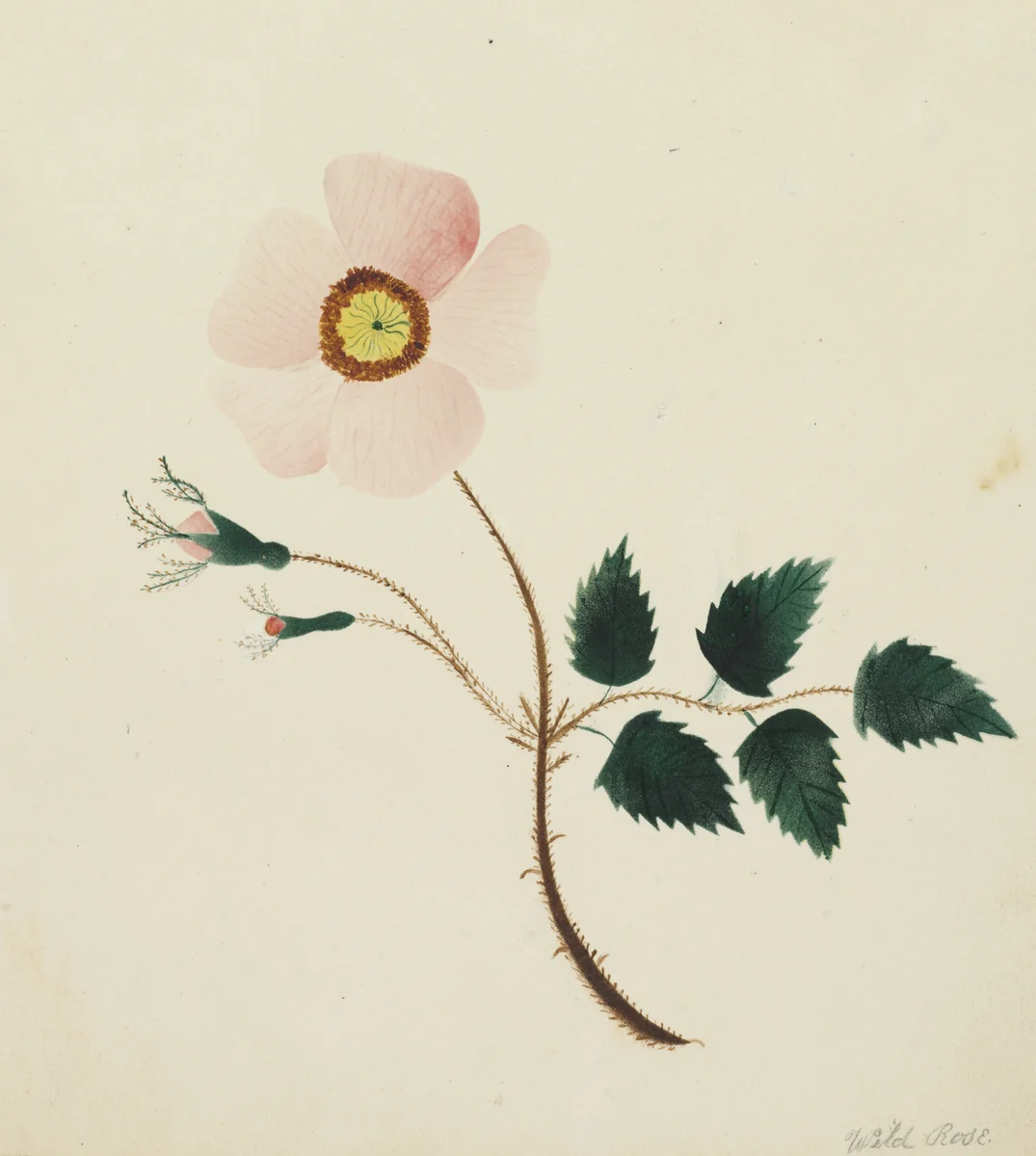 Wild Rose by Mary Altha Nims, drawing, 1840-1899