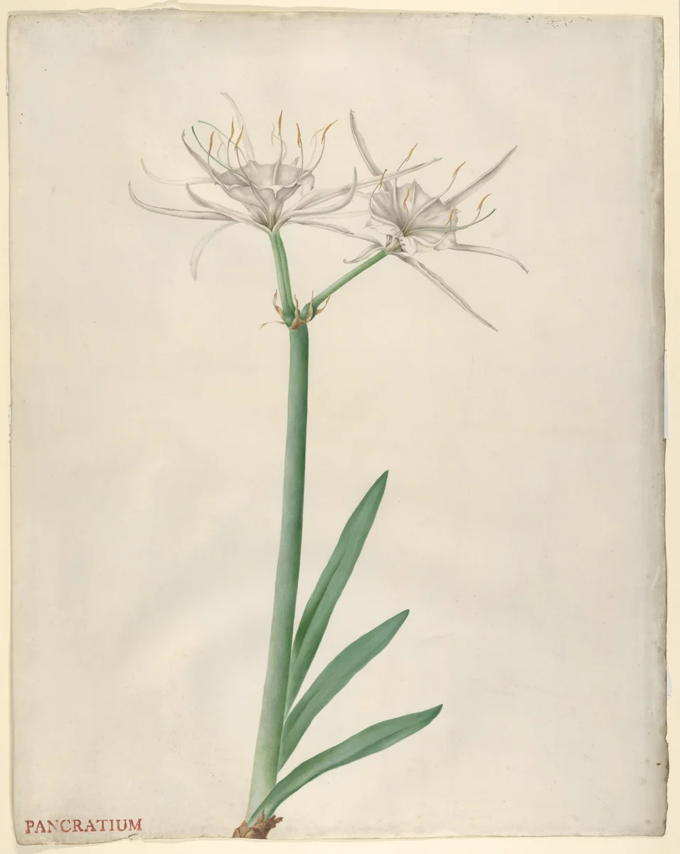 Pancratium (American narcissus) by Georg Dionysius Ehret, drawing, 1747-1757