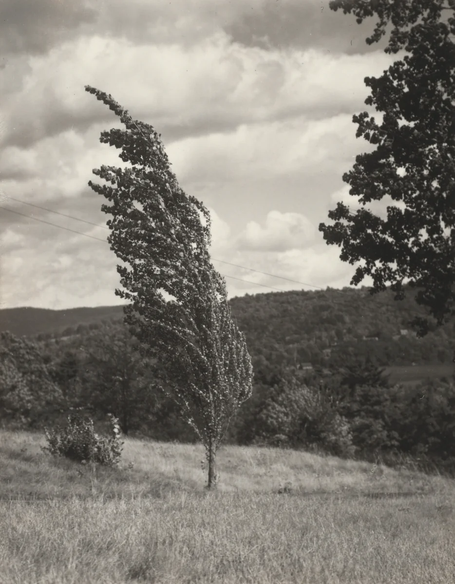 Poplar—Lake George by Alfred Stieglitz, photograph, 1937