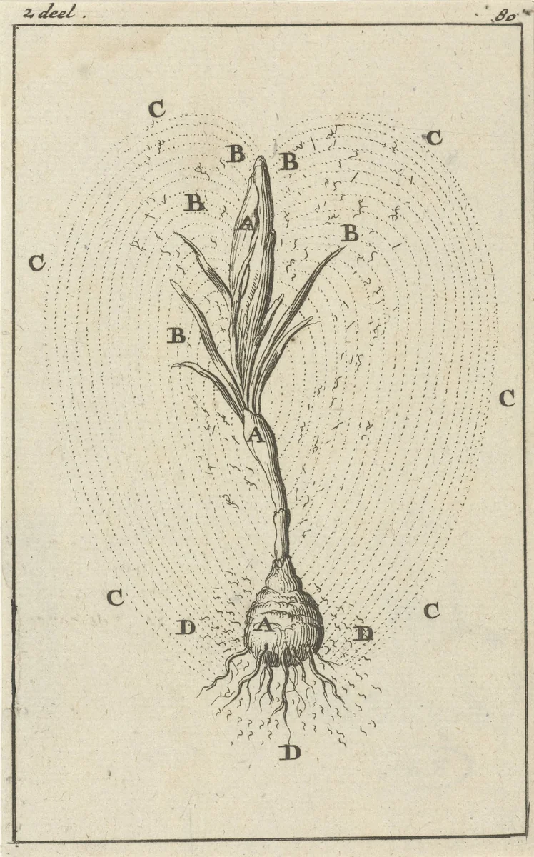 Afbeelding van de ontwikkeling van een krokus by Jan Luyken, print, 1684