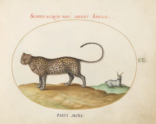 Plate 12: A Cheetah(?) and a Wild Sheep by Joris Hoefnagel, drawing, 1570-1599