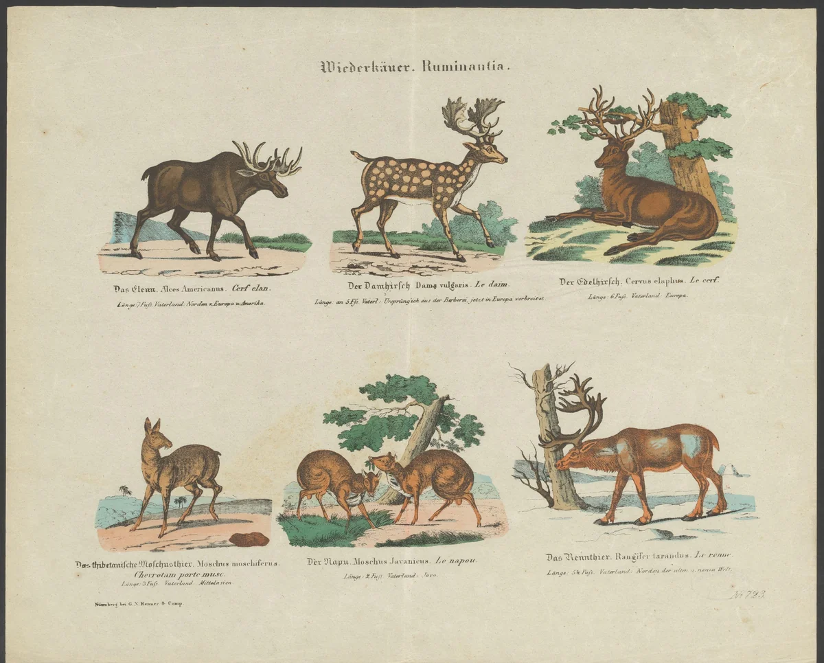 Soorten herten by anonymous, print, 1837-1868