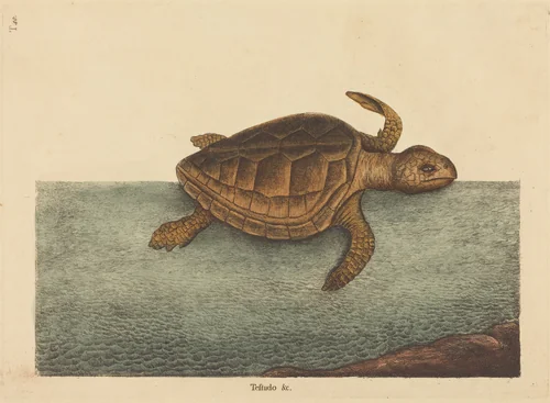 The Logger-head Turtle (Testudo Cavanna) by Mark Catesby, print, 1731-1743