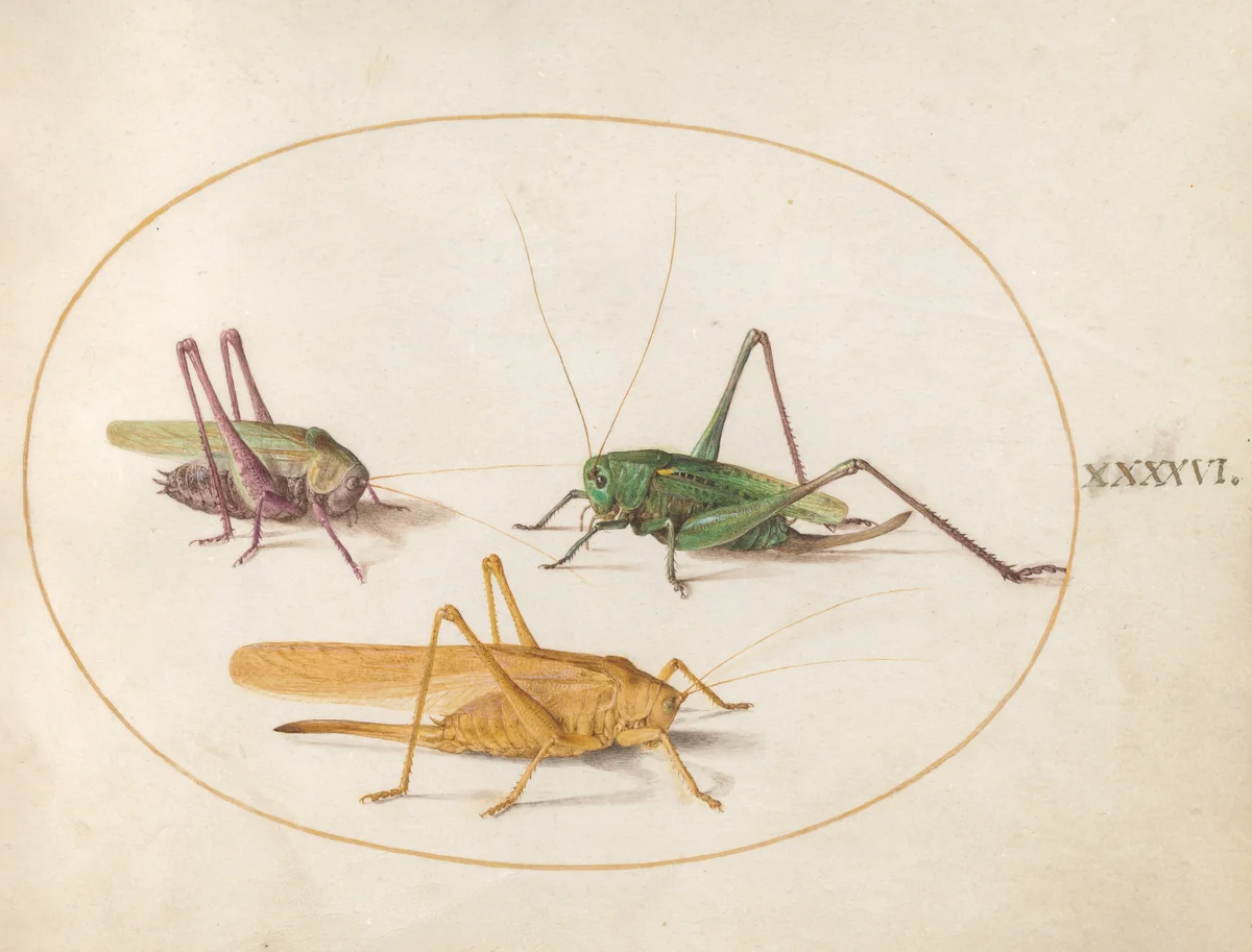 Plate 46: Three Grasshoppers by Joris Hoefnagel, drawing, 1570-1599