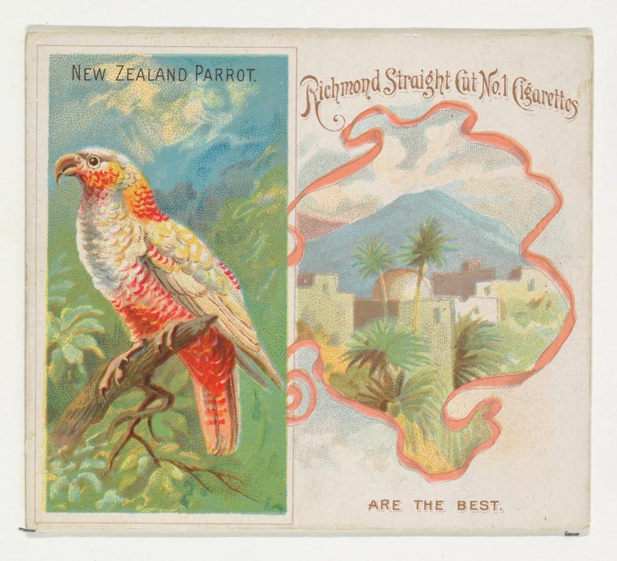 New Zealand Parrot, from Birds of the Tropics series (N38) for Allen & Ginter Cigarettes by Allen & Ginter, print, 1889