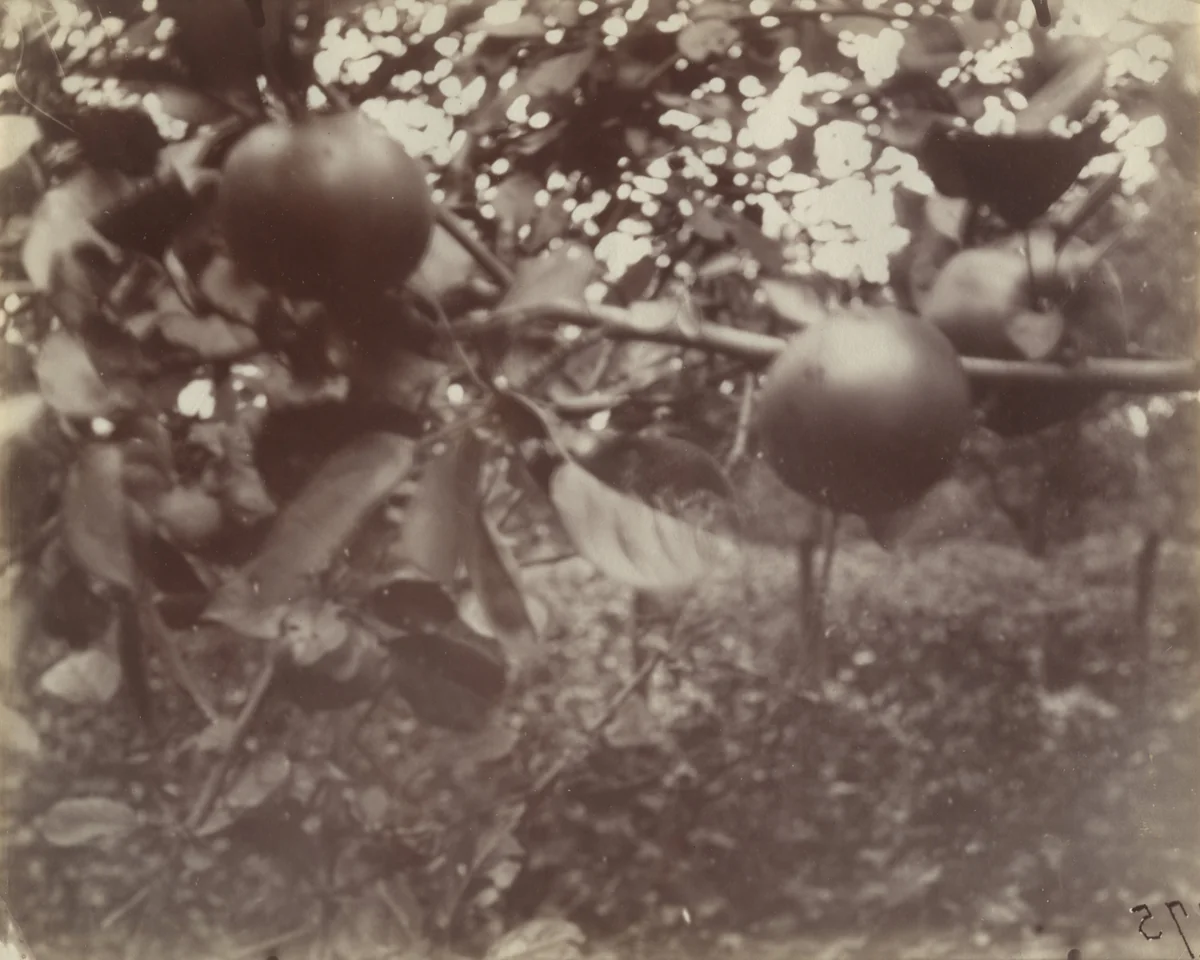 Pommier (detail) by Eugène Atget, photograph, 1922