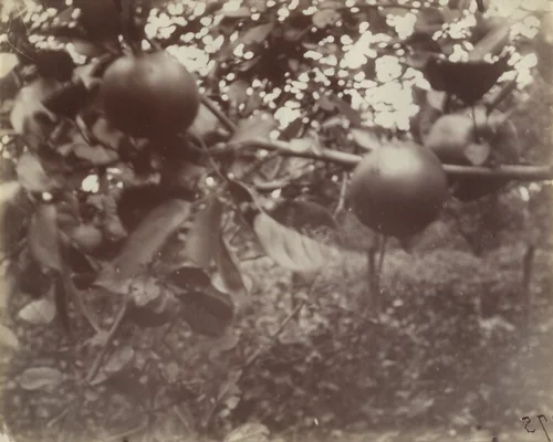 Pommier (detail) by Eugène Atget, photograph, 1922