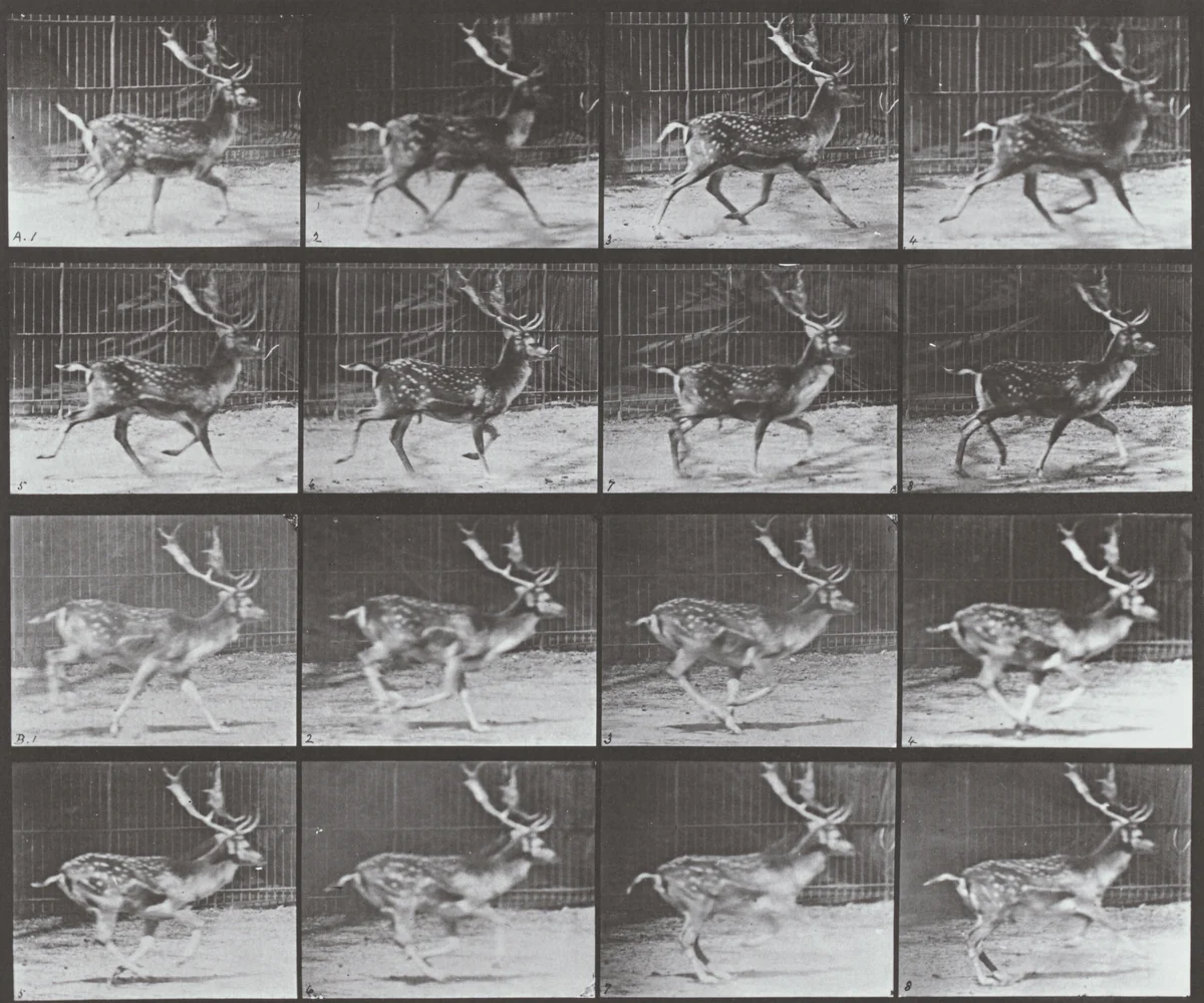 Plate Number 682. Fallow deer, buck. A: Trotting. B: Galloping by Eadweard Muybridge, photograph, 1887