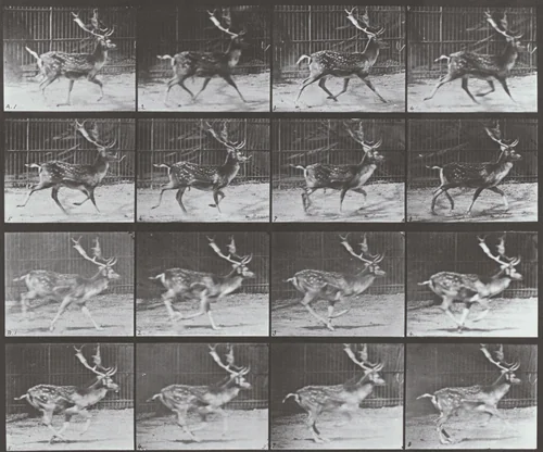 Plate Number 682. Fallow deer, buck. A: Trotting. B: Galloping by Eadweard Muybridge, photograph, 1887