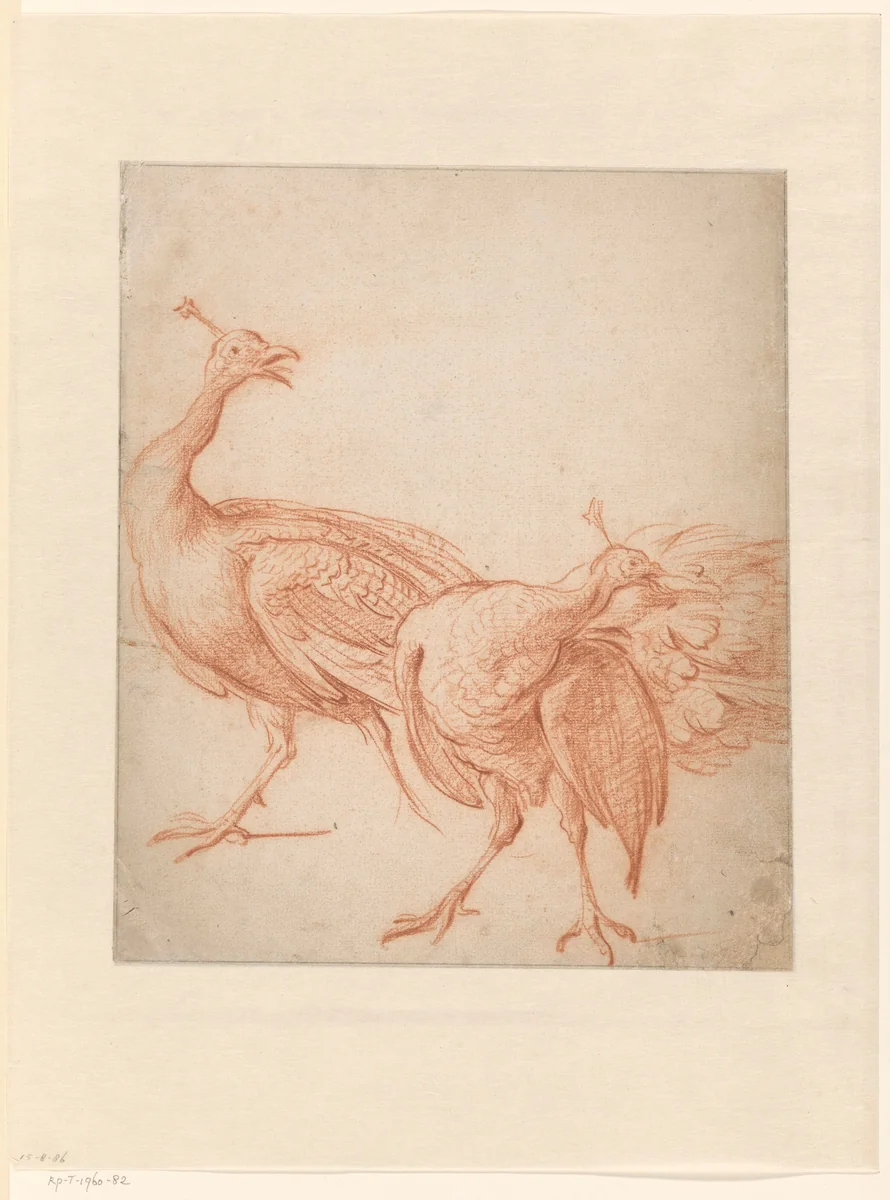 Twee pauwen by Melchior d' Hondecoeter, drawing, 1646-1695