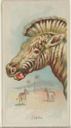 Zebra, from the Wild Animals of the World series (N25) for Allen & Ginter Cigarettes by Allen & Ginter, print, 1888