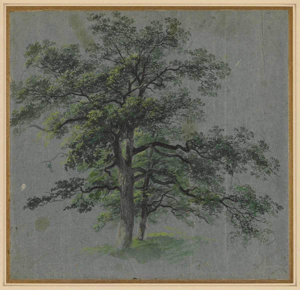 Two Trees (recto) by Johann Jacob Dorner, drawing, 1775-1852