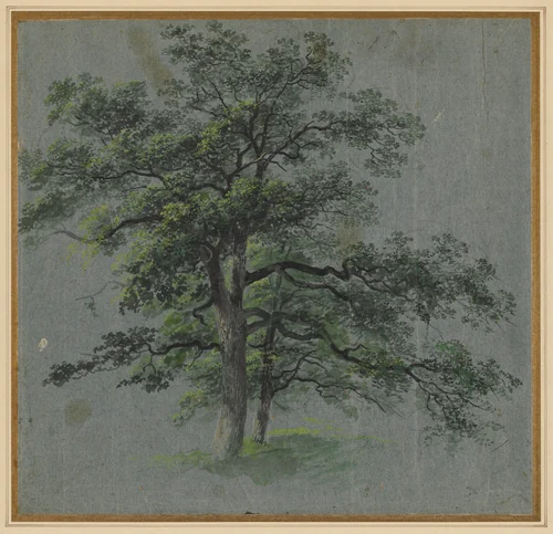 Two Trees (recto) by Johann Jacob Dorner, drawing, 1775-1852