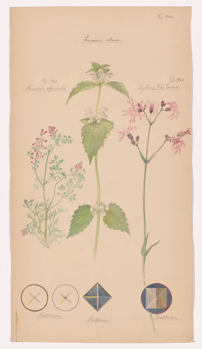 Lamium album (White Deadnettle), Silene flos-cuculi (Ragged Robin), Fumaria officinalis (Common Fumitory). Sheet 46 from the portfolio Nature Studies by Hilma af Klint, drawing, 1920