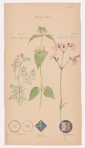 Lamium album (White Deadnettle), Silene flos-cuculi (Ragged Robin), Fumaria officinalis (Common Fumitory). Sheet 46 from the portfolio Nature Studies by Hilma af Klint, drawing, 1920
