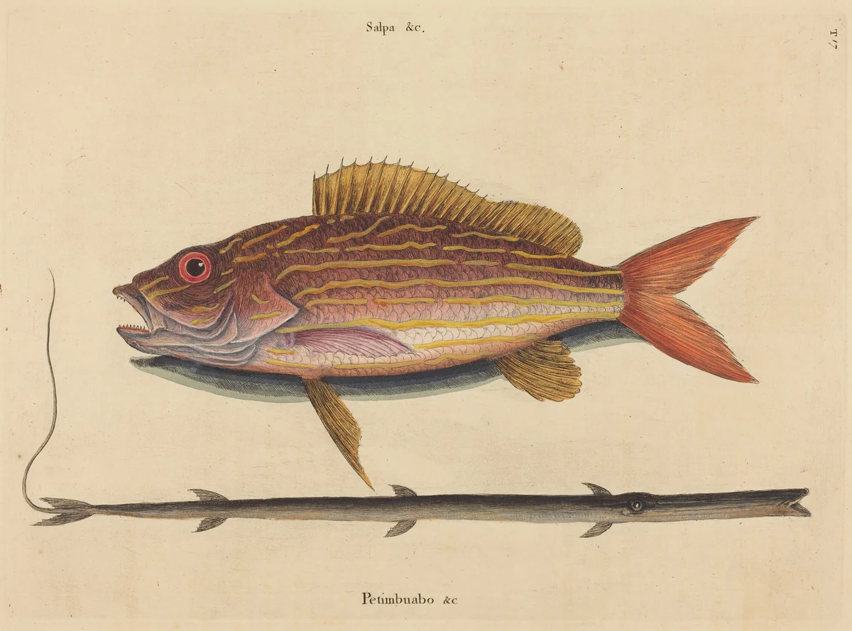 The Lane-snapper (Sparus synagris) by Mark Catesby, print, 1731-1743