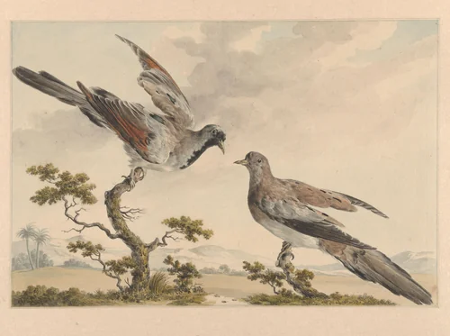 Twee zwartmaskerduifjes by anonymous, drawing, 1700-1800