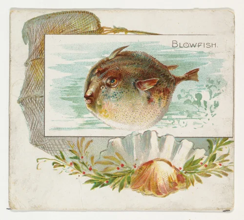 Blowfish, from Fish from American Waters series (N39) for Allen & Ginter Cigarettes by Allen & Ginter, print, 1889