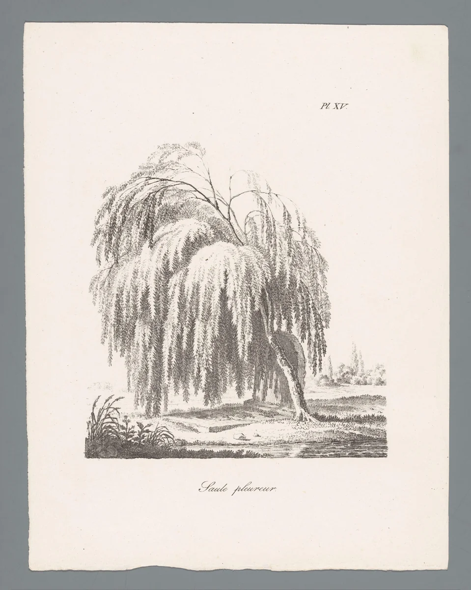 Treurwilg by J. Bernard, print, 1820-1833