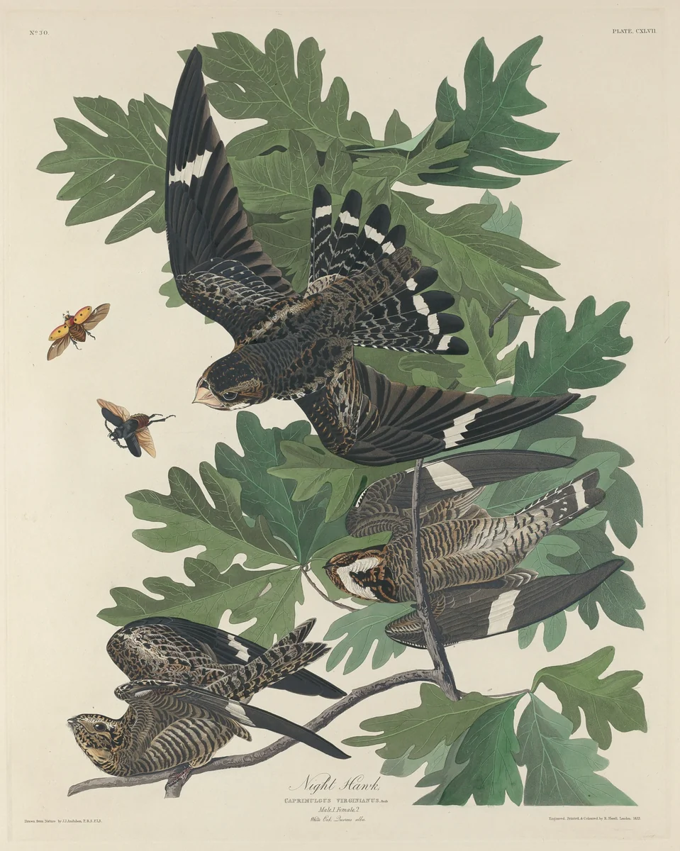 Night Hawk by Robert Havell, Jr.; John James Audubon, print, 1832