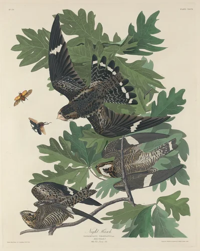 Night Hawk by Robert Havell, Jr.; John James Audubon, print, 1832