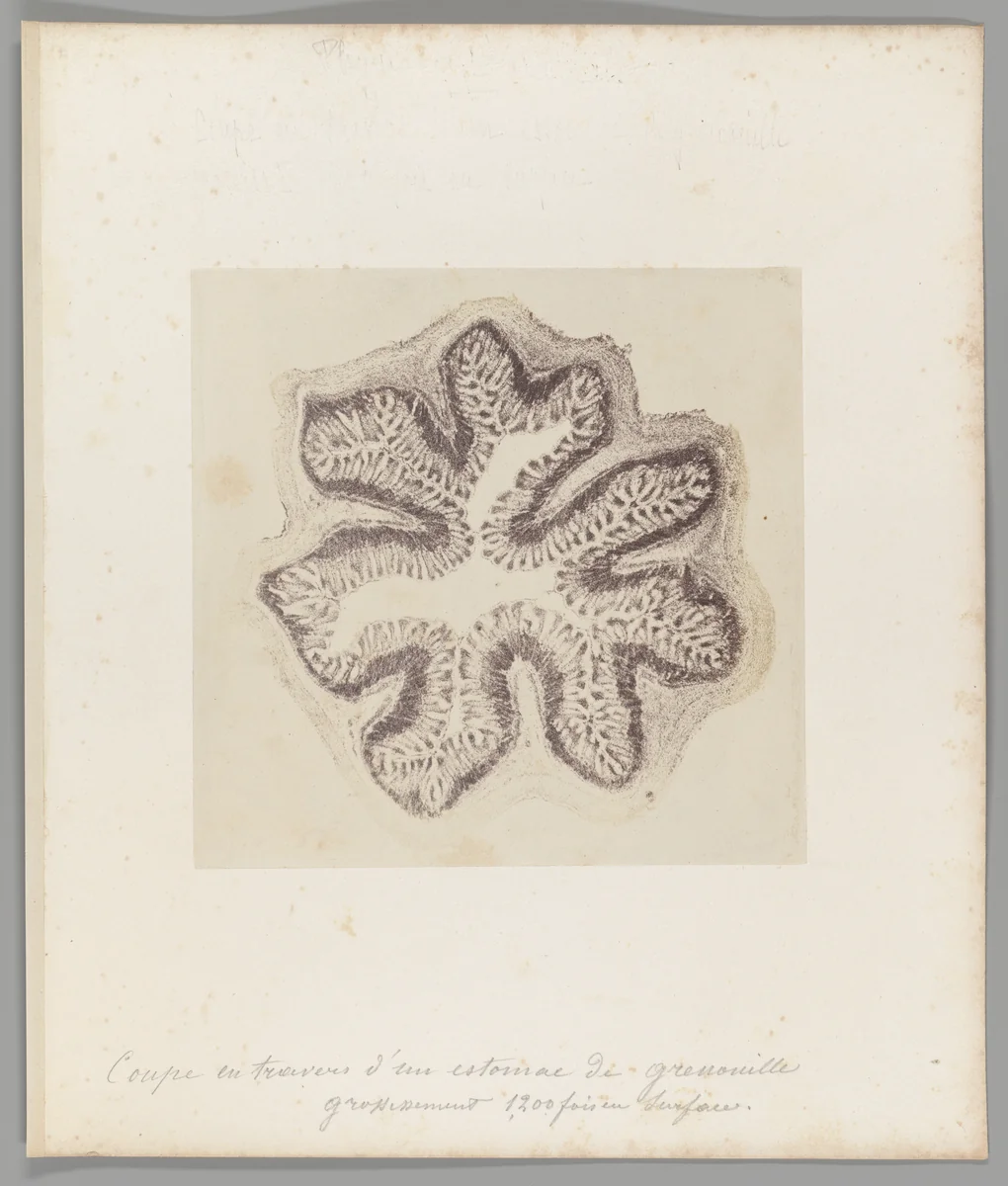 [Untitled] by Auguste-Adolphe Bertsch, photograph, 1853-1857