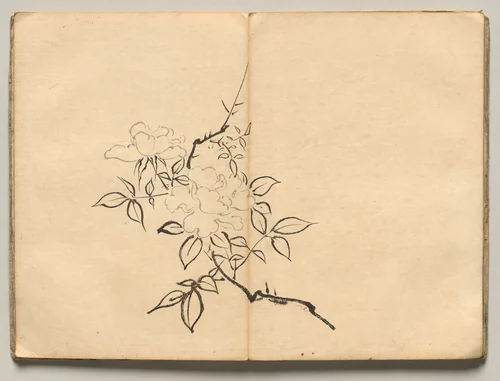 Peony from Ōkyo Picture Book by Maruyama Ōkyo (円山応挙), book, 1850