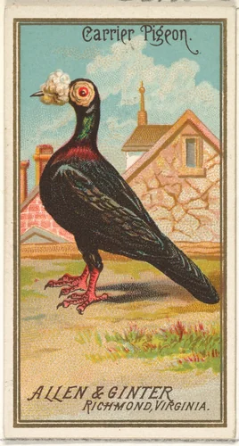 Carrier Pigeon, from the Birds of America series (N4) for Allen & Ginter Cigarettes Brands by Allen & Ginter, print, 1888