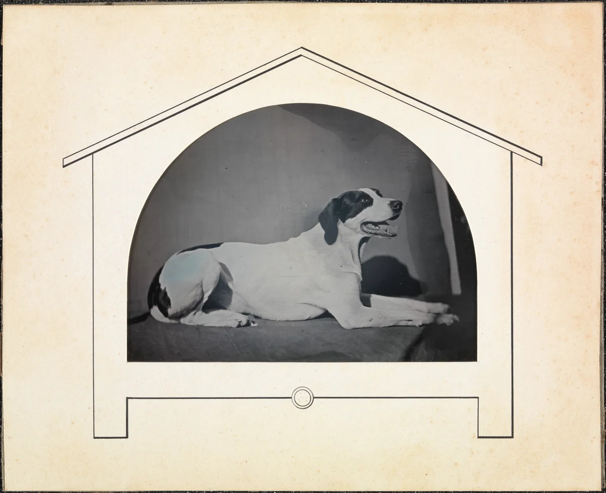 [Dog] by Louis-Auguste Bisson, photograph, 1841-1849