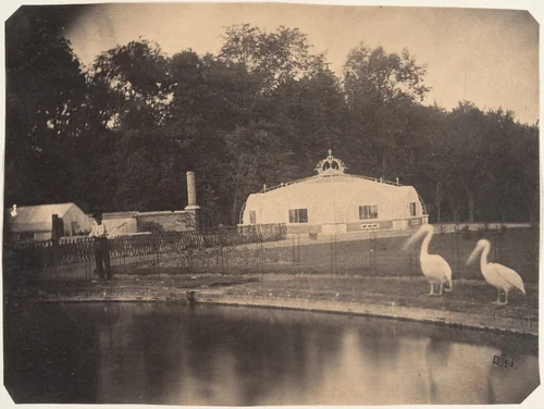[The Pelicans and Greenhouses, Zoological Gardens, Brussels] by Louis Pierre Théophile Dubois de Nehaut, photograph, 1854-1856